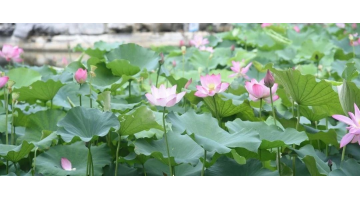 赏“荷”绽放 共护清“莲” | 腾博官网协办广西大学第十六届荷花节开幕