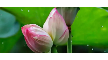 腾博官网解锁生态修复密码 广西大学“双生奇莲”绽放引央媒关注